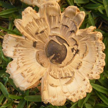قارچ به شکل گل
